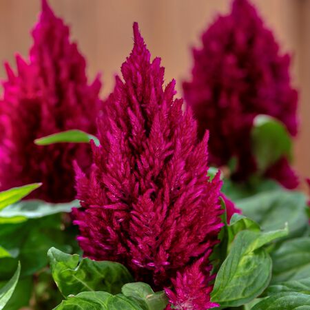 Rose Kimono, Celosia Seeds - Packet image number null